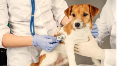 Sağlık Raporu Veren Veterinere İdari Para Cezası